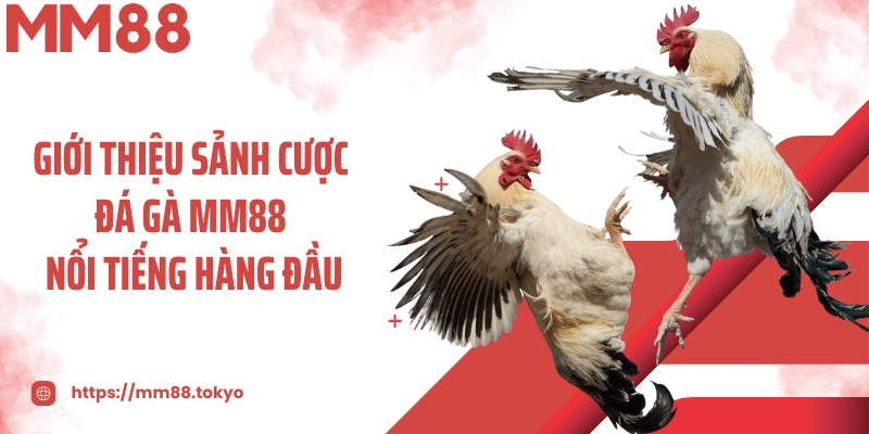 Giới thiệu sảnh cược đá gà MM88 nổi tiếng hàng đầu
