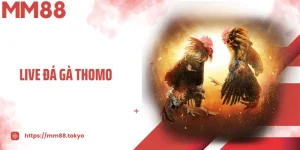 Live Đá Gà Thomo - Trận Đấu Đỉnh Cao Không Thể Bỏ Lỡ