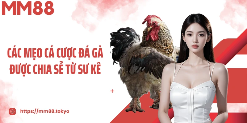 Các mẹo cá cược đá gà được chia sẻ từ sư kê