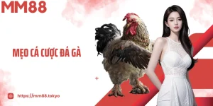 Mẹo Cá Cược Đá Gà Dễ Thắng - Bí Quyết Vàng Cho Kê Thủ