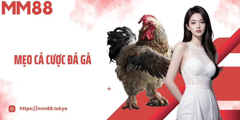 Mẹo Cá Cược Đá Gà Dễ Thắng - Bí Quyết Vàng Cho Kê Thủ